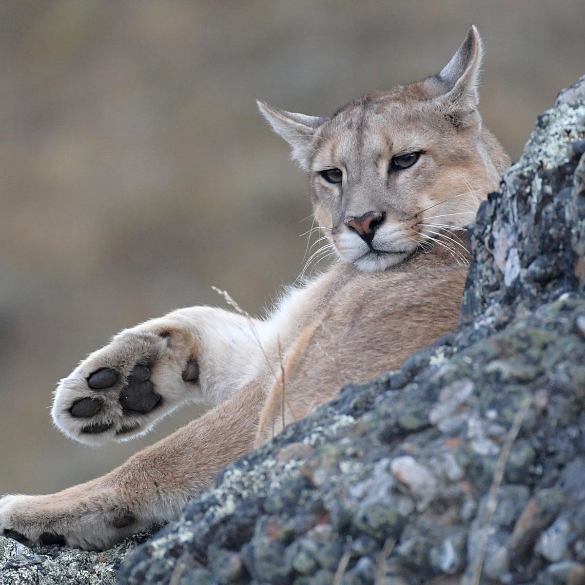 Top cat: why the puma is a leading influencer in the animal kingdom |  Americas | The Guardian