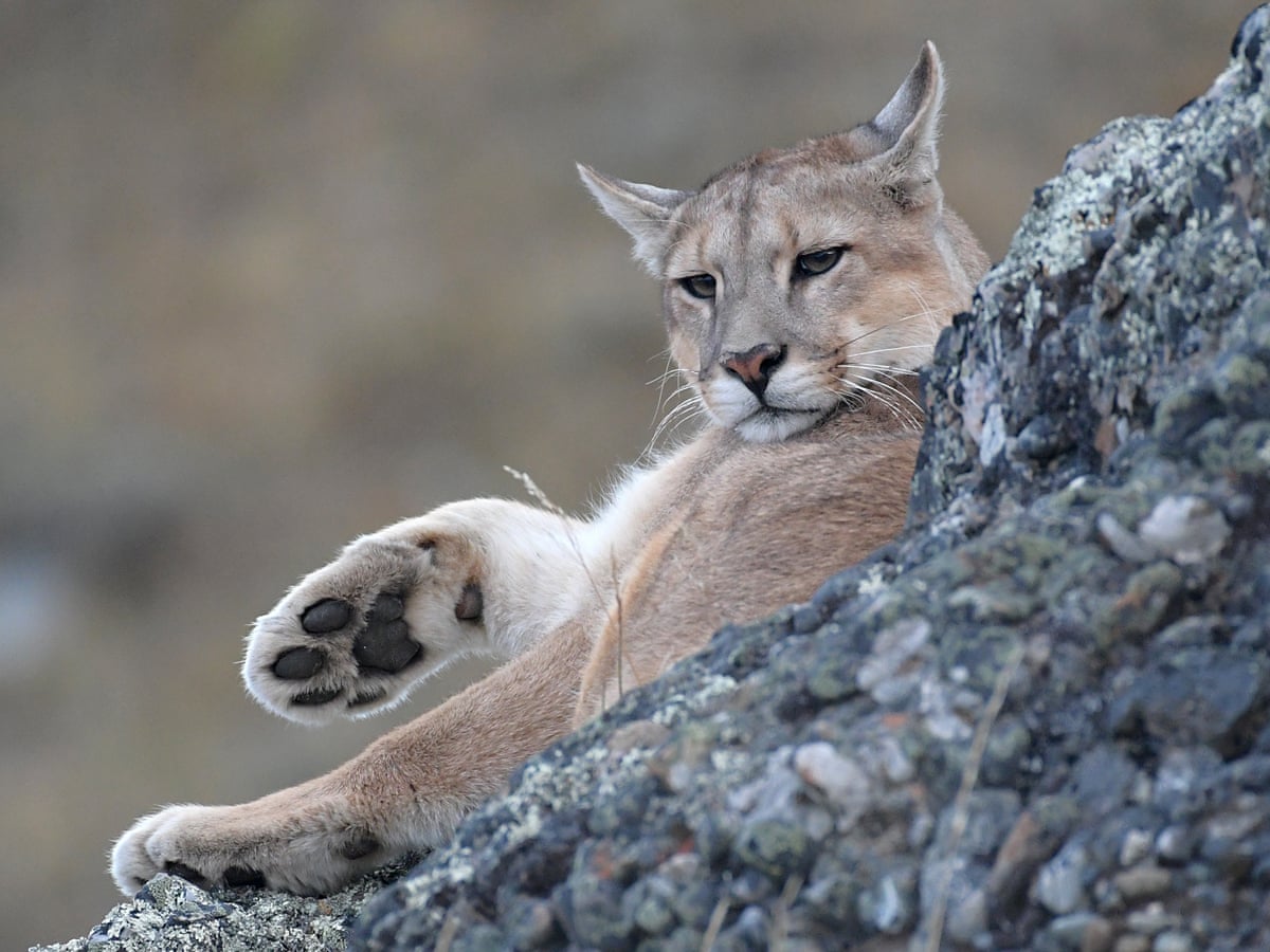 Top cat: why the puma is a leading influencer in animal kingdom | Americas | The Guardian