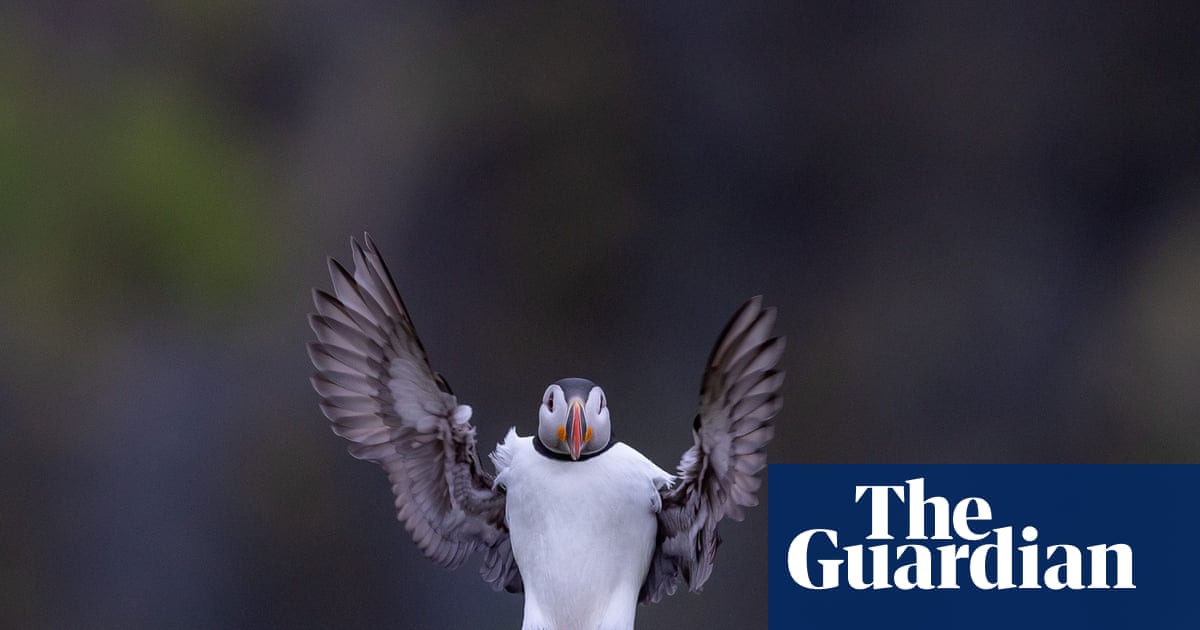 Week in wildlife: a chonky sea lion, amorous toads and an adorable gosling