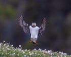 Week in wildlife: a chonky sea lion, amorous toads and an adorable gosling