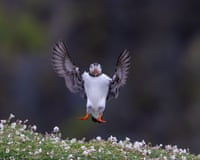A puffin with white chest, dark wings, and orange beak and feet descends towards flowering plants.