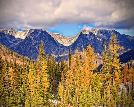 Larch trees in front of mountains