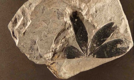 Ginkgoites huttoni – an extinct gingko species fossilised from the Jurassic period, found in Iran.