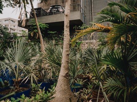 A collection of young trees and palm plants grow in large plastic tubs.