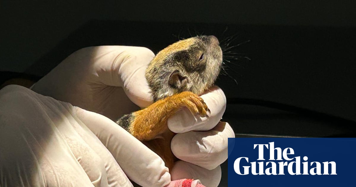Week in wildlife: a squirrel with a splint, hungry hyenas and a great white shark
