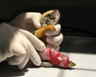 Week in wildlife: a squirrel with a splint, hungry hyenas and a great white shark