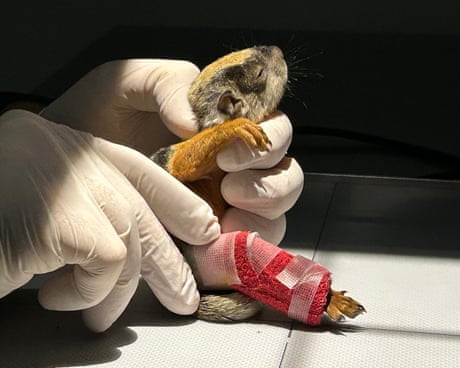 Week in wildlife: a squirrel with a splint, hungry hyenas and a great white shark