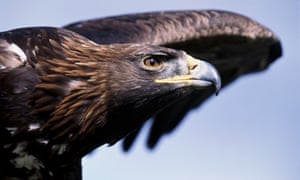 A Golden eagle in flight. The missing golden eagle had been resident at Haweswater in the Lake District for 15 years.