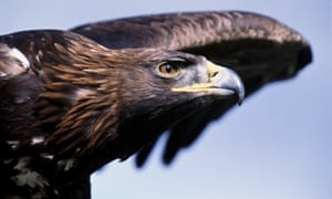 A Golden eagle in flight. The missing golden eagle had been resident at Haweswater in the Lake District for 15 years. 