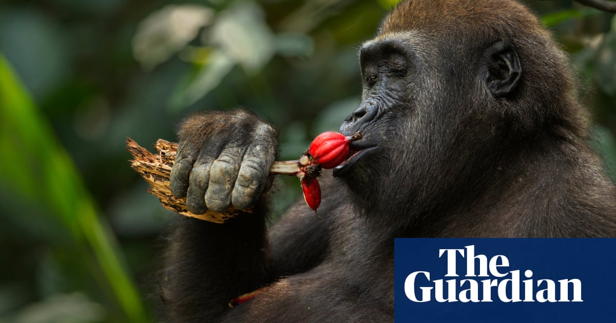 Fruit foraging in primates may be key to large brain ...