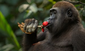 gorilla primates foraging lowland