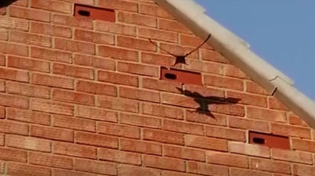 Brick by brick: the British manufacturers building a better future for birds | Birds | The Guardian