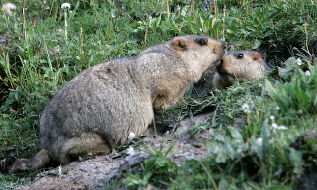 Russia cracks down on marmot hunting after suspected bubonic plague cases Russia cracks down on marmot hunting after suspected bubonic plague cases