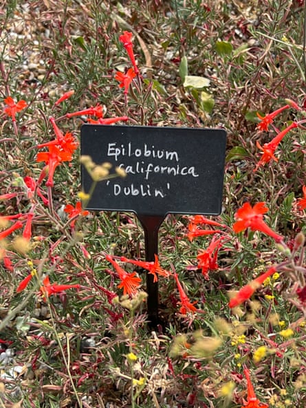 California fuchsia surviving and thriving at Beth Chatto Gardens.