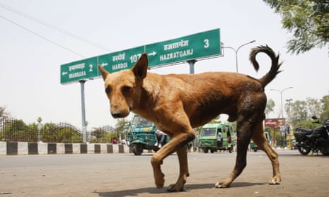 Baby mauled to death by dogs in Indian hospital | India | The Guardian