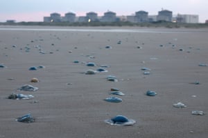jellyfish strewn across the sand