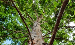 Stockwellia quadrifida tree