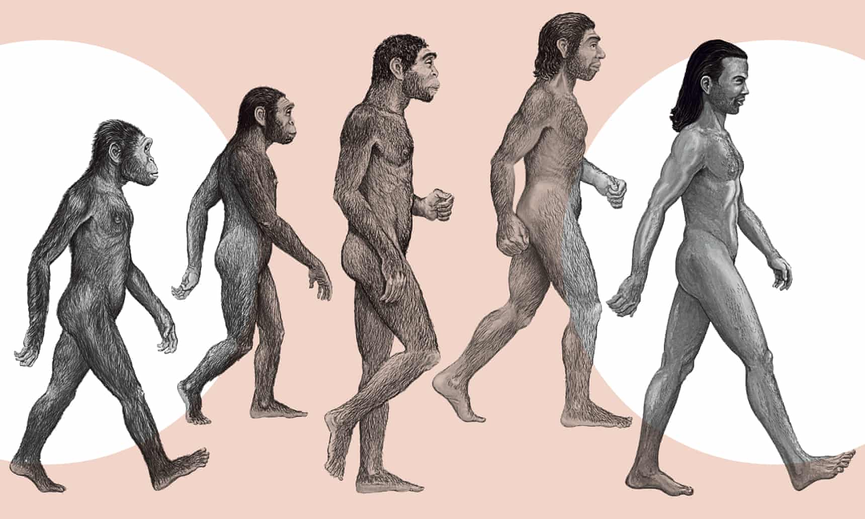 Культура эволюции человека. Эволюция антропогенеза. Происхождение и Эволюция человека Антропогенез. Происхождение человека Антропогенез стадии. Антропогенез стадии эволюции человека.