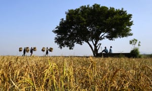 Farmers on the outskirts of Guwahati, India