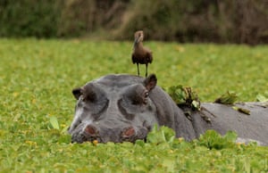 A hamerkop bird hitches a ride on a hippo before being shaken off by the grumpy beast in Kenya’s Masai Mara. The bird named after its hammer-shaped head, casually hitched a ride as the hippo plodded through a pond full of green water hyacinth
