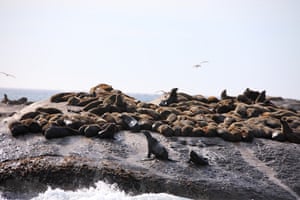 As focas-marrons, que estão entre as maiores espécies de focas com sua pelagem marrom e comprimento de mais de 2 m, são vistas na Cidade do Cabo, África do Sul. O surto de raiva em focas-marinhas-do-cabo que vivem nas costas sul e sudoeste da África é o primeiro surto conhecido de raiva entre mamíferos marinhos. De acordo com um relatório publicado pelo Departamento de Agricultura, Silvicultura e Pesca da África do Sul em julho, um total de 17 casos foram detectados