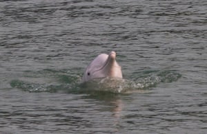 A Chinese white dolphin off the south-west corner of Lantau Island, Hong Kong