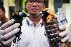 An Indonesian police officer holds a pair of birds – one dead, the other alive – after the force foiled a smuggling operation in Surabaya.