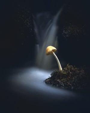 A mushroom sticking up from a mossy island in the Peak District