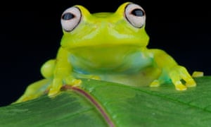 A glass frog