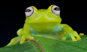 A new species of glass frog discovered in Costa Rica is said to resemble which famous puppet amphibian?