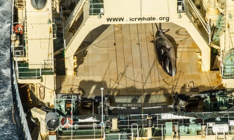 A whale onboard the Nisshin Maru