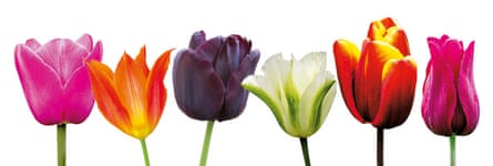 Composite of tulips against a white background. From left: ‘Barcelona’, ‘Ballerina’, ‘Paul Scherer’, Spring Green’, ‘Abu Hassan’ and ‘Merlot’.