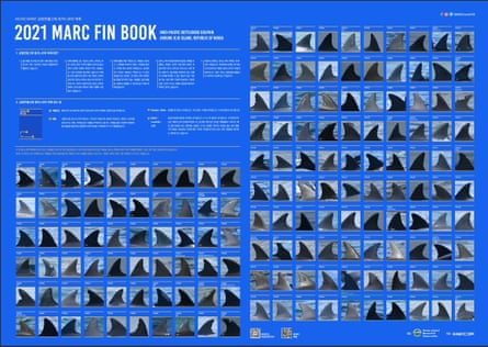 A chart of 160 photos of dolphins’ fins with the names given to them by the conservationists