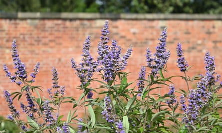 Late summer purple flowers of Vitex agnus-castus or chaste tree
