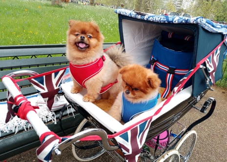 Pomeranian dogs Peanut and Coco in Hyde Park, London, who have been bought by their owner Heidi Porter (not pictured) to celebrate the coronation.