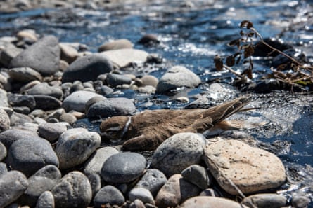 A dead bird lays partially in black muck on the rocks of a riverbank.