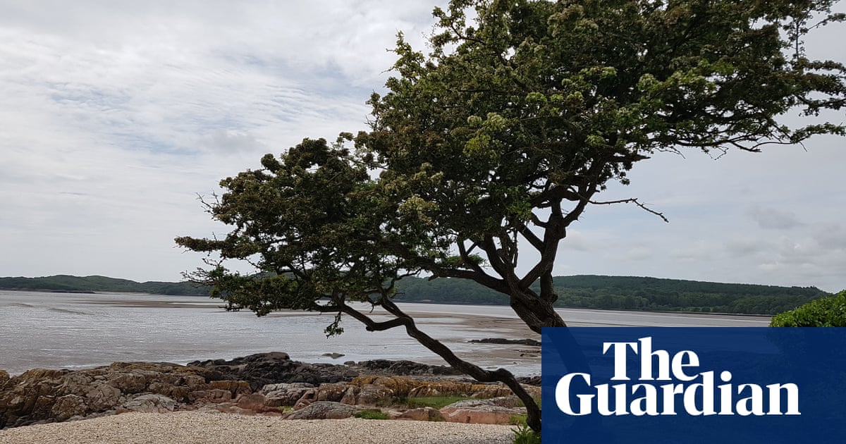 Hawthorn on Scottish beach named Tree of the Year 2021