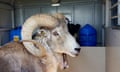 Sheep with large horns in animal box