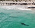 Massive great white shark spotted near whale carcass at popular Perth beach – video