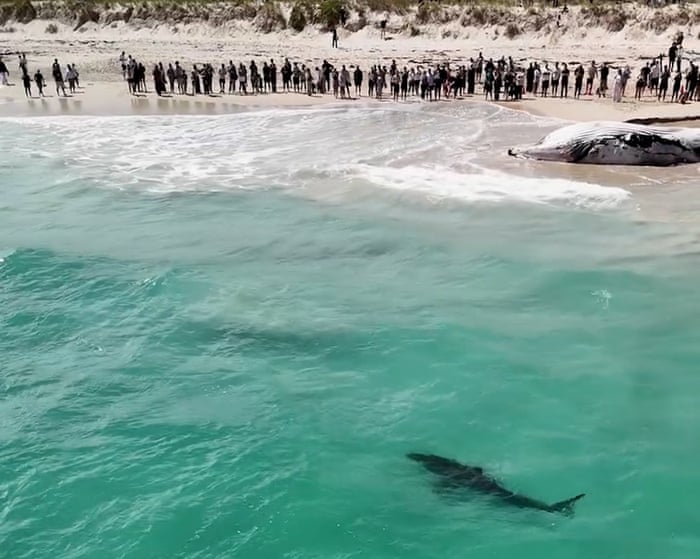 Massive great white shark spotted near whale carcass at popular Perth beach – video