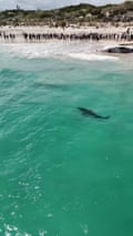 Massive great white shark spotted near whale carcass at popular Perth beach – video