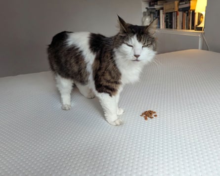 Testing the Otty Original Hybrid mattress a cat is squinting at the camera with some cat treats on the mattress.