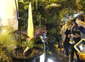 People come to see the rare blooming of the endangered Sumatran titan arum, or corpse flower, in Warsaw, Poland