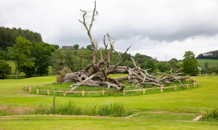 Un arbre caigut al camp de golf renovat de Losthwithiel, Cornualla.