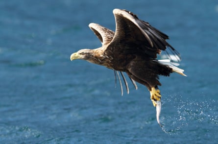White-tailed sea eagle fishing and catching a fish, Isle of Skye, Scotland - 2012<br>