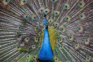 Um pavão abre a cauda em um toque de cores no Qingxiu Mountain Park, em Nanning, China
