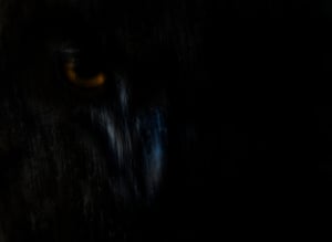The orange glint of an eagle owl’s eyes