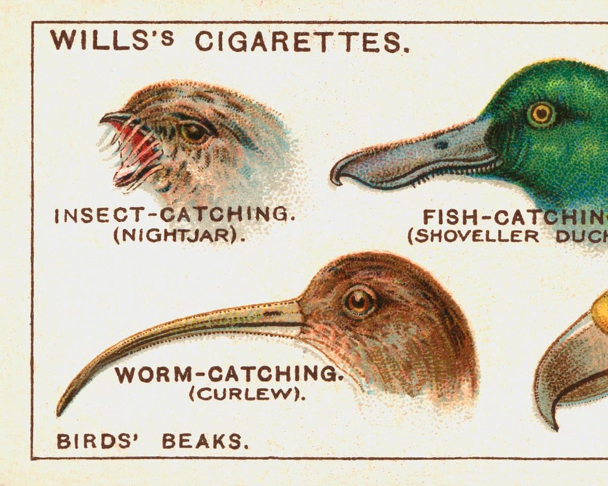 bird cigarette cards Country diary 1950: Memories of cigarette cards depicting British birds | Birds bird cigarette cards Country diary 1950: Memories of cigarette cards depicting British birds | Birds