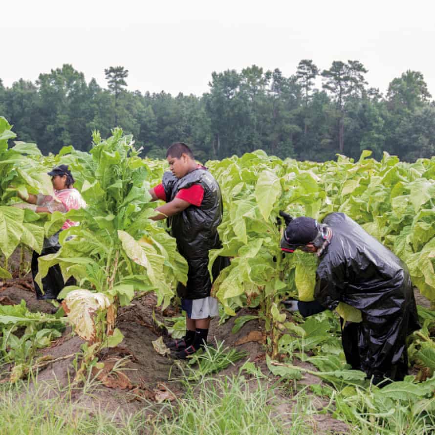 Goldsboro, North Carolina, US. Miguel, a 14-year-old Mexican migrant worker, picking leaves in a tobacco field with his aunt and uncle