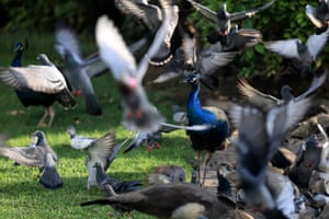 Pavões e pombos em um gramado